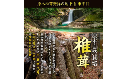 ＜先行予約受付中！2025年1月より順次発送予定＞原木栽培の中玉生しいたけ（1kg）九州産 大分県産 国産 しいたけ 椎茸 生椎茸 生シイタケ 生しいたけ 生しいたけ 生シイタケ 原木しいたけ 佐伯市【FR04】【かやの椎茸屋】