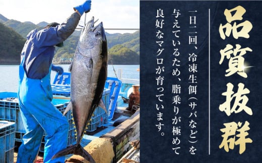 【お歳暮対象】対馬産 本マグロ 4種 計1kg（赤身/中トロ/大トロ/ネギトロ）《対馬市》【対海】[WAH004] マグロ まぐろ 鮪 本鮪 本マグロ 養殖 トロ 中トロ 中とろ 大トロ 大とろ 赤身 ねぎとろ ネギトロ たたき 刺身 冷凍 海鮮 魚 柵 お祝い 贈答