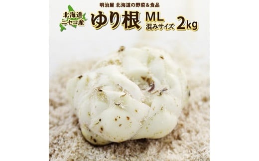 <早期予約>北海道ニセコ町 ゆり根M-L混みサイズ2kg【2024年産】【3200401】
