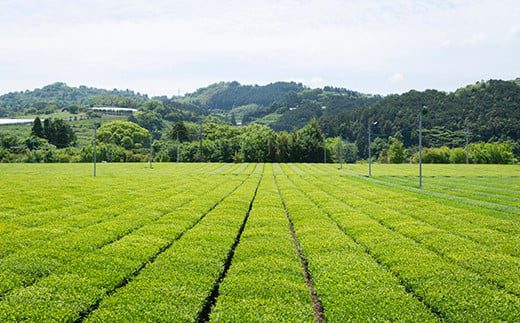 楠森堂 実生在来茶3種 (特上煎茶80g)・(特上ほうじ茶30g)・(上煎茶80g) セット