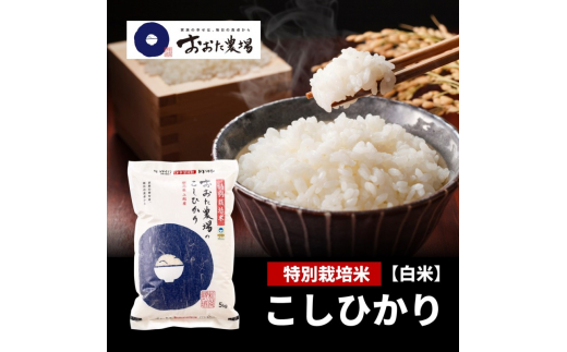 米【令和6年産】 新潟県上越産 特別栽培米 コシヒカリ 【白米】 5kg×1袋 お米 こめ 白米 こしひかり