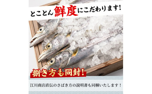 【0223204a】鮮度が命！鮮魚問屋が厳選した『鮮魚たちうおビッグサイズBOX』(1尾・1kg以上)魚 魚介類 鮮魚 海鮮 太刀魚 ムニエル 塩焼き【江川商店】