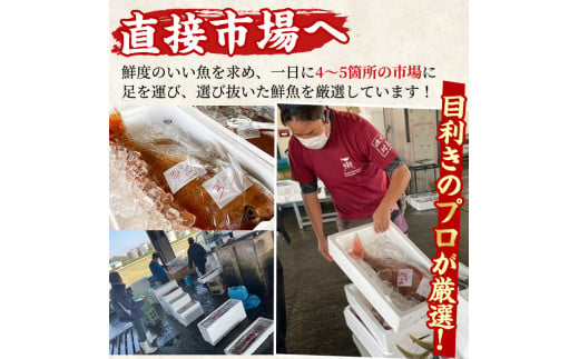 【0223204a】鮮度が命！鮮魚問屋が厳選した『鮮魚たちうおビッグサイズBOX』(1尾・1kg以上)魚 魚介類 鮮魚 海鮮 太刀魚 ムニエル 塩焼き【江川商店】