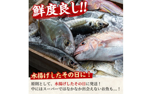 【0223204a】鮮度が命！鮮魚問屋が厳選した『鮮魚たちうおビッグサイズBOX』(1尾・1kg以上)魚 魚介類 鮮魚 海鮮 太刀魚 ムニエル 塩焼き【江川商店】