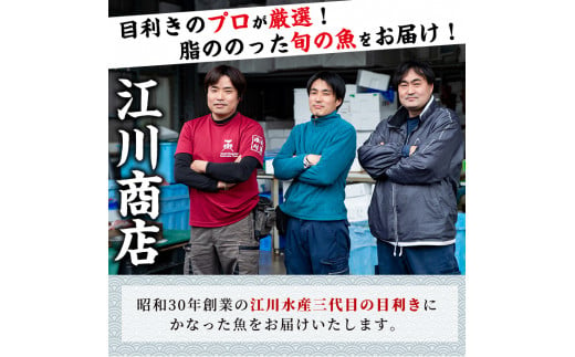 【0223204a】鮮度が命！鮮魚問屋が厳選した『鮮魚たちうおビッグサイズBOX』(1尾・1kg以上)魚 魚介類 鮮魚 海鮮 太刀魚 ムニエル 塩焼き【江川商店】