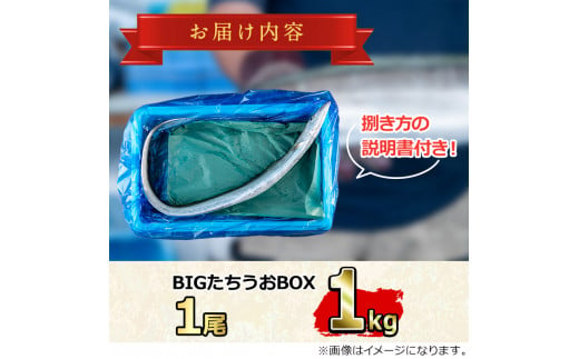 【0223204a】鮮度が命！鮮魚問屋が厳選した『鮮魚たちうおビッグサイズBOX』(1尾・1kg以上)魚 魚介類 鮮魚 海鮮 太刀魚 ムニエル 塩焼き【江川商店】