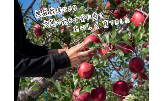 りんご 青森 サンふじ リンゴ 約 3kg (8～10玉) 青森県 鰺ヶ沢町産 西樹園 フルーツ 果物 果物類 白神山地 林檎 サンフジ ふじ 2024