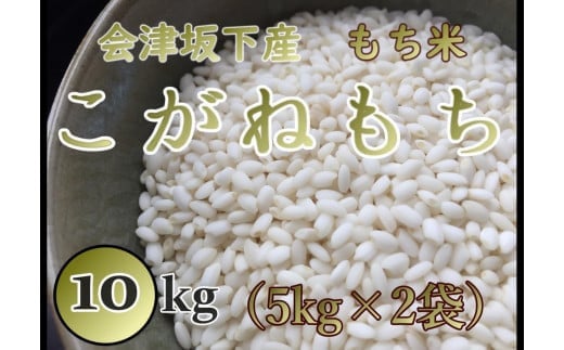 36-C　T.Farming　こがねもち（令和6年産米）会津坂下産もち米　10kg（5kg×2袋）｜ 福島県 会津坂下町発の「こがねもち」は、粘りとコシのある国産の単一米です。お赤飯やお餅、おこわに最適です。　※沖縄・離島への配送不可