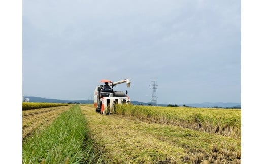 36-C　T.Farming　こがねもち（令和6年産米）会津坂下産もち米　10kg（5kg×2袋）｜ 福島県 会津坂下町発の「こがねもち」は、粘りとコシのある国産の単一米です。お赤飯やお餅、おこわに最適です。　※沖縄・離島への配送不可