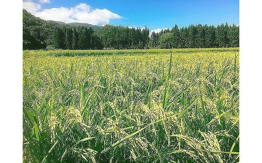 ◆【令和7年(2025)産新米予約】実生庵の新米近江米【四季風流】 特別栽培米コシヒカリ 5kg×１袋 精米済 9月上旬お届け農家直送