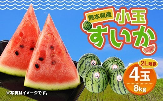  熊本県産 小玉 すいか 4玉 約8kg 2L階級