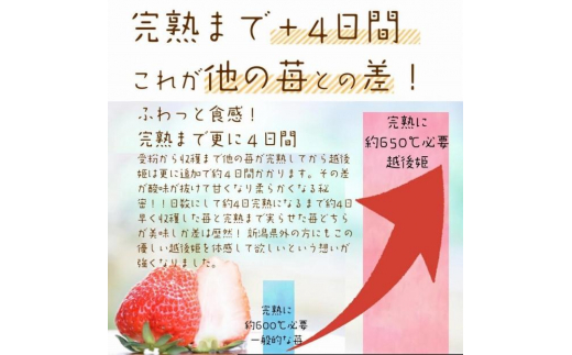 いちご 雪国完熟越後姫 約170g×6P 苺 イチゴ フルーツ 完熟 越後 新潟