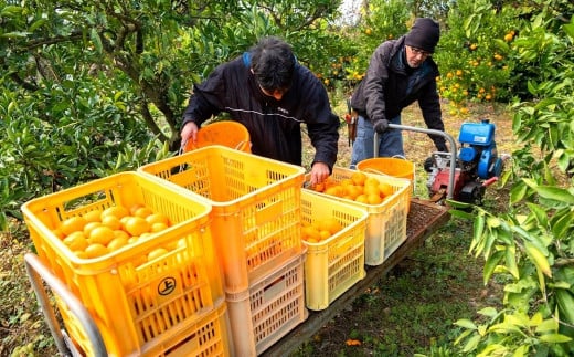 収穫後「みかん蔵」に運び、1カ月程寝かせてから出荷します