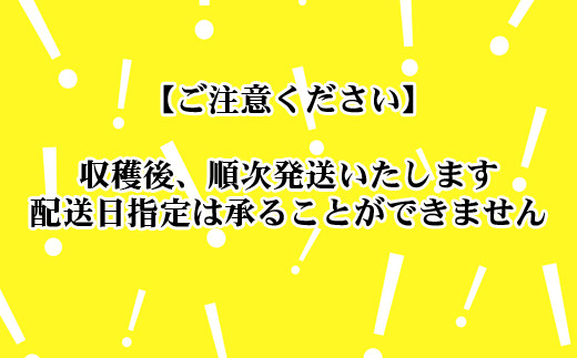 【10月下旬より発送】北川農園　さつまいもシルクスイート　10kg