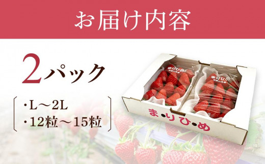 まりひめイチゴ L～２L 12粒～15粒×2パック【2025年1月初旬から発送】【先行販売】【KG7】