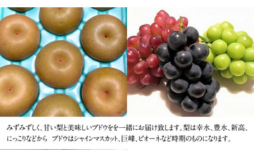 梨5kg と ぶどう 3品種（各1房）【令和6年8月より発送開始】（茨城県共通返礼品：石岡市産） 詰め合わせ 果物 フルーツ 茨城県産