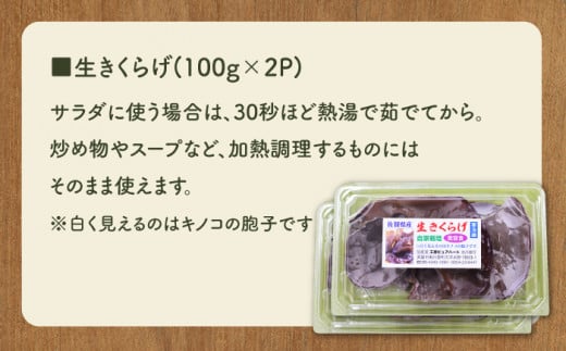 【食物繊維たっぷり】佐賀県産 きくらげ 3種の詰め合わせセット（生・乾燥・パウダー）計270g /菓子工房ピュアハート [UDF001] キクラゲ きのこ 生きくらげ 乾燥きくらげ きくらげパウダー