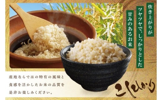 数量限定】R7年産 新米コシヒカリ 玄米30kg|お米 米 こしひかり