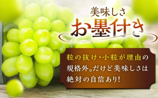 【2025年先行予約】【数量限定】【ご自宅用】旬の味わいを産地直送で！シャインマスカット 2房（約1kg）簡易包装 訳あり 島根県雲南市/ギアファーム [AIAB002]