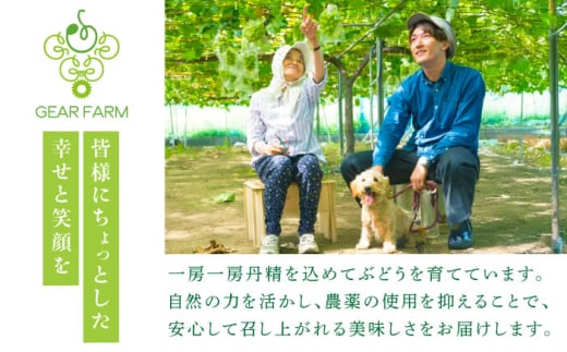 【2025年先行予約】【数量限定】【ご自宅用】旬の味わいを産地直送で！シャインマスカット 2房（約1kg）簡易包装 訳あり 島根県雲南市/ギアファーム [AIAB002]