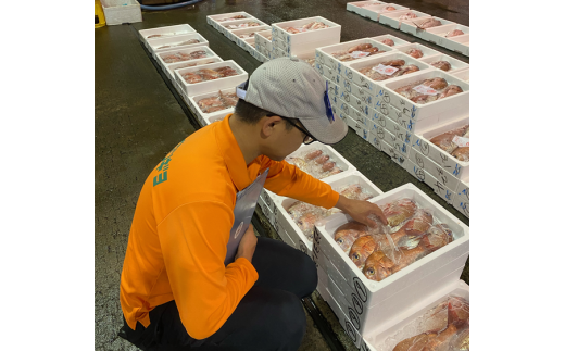 鯛めし 愛媛 みかん鯛めしの素 3合炊き3パック 魚屋さんが作った 自家製 吉井鮮魚｜C104