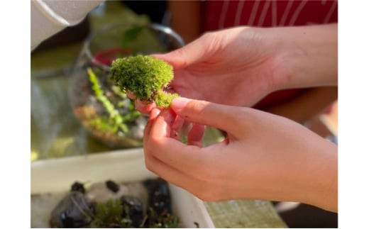 小さな自然に癒される【苔テラリウム作り体験】利用券