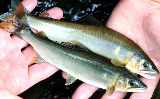 鮎の鮮度を保つため獲れた鮎は直ちに氷水で〆ます。
獲れる鮎の大きさに合わせて刺目の大きさを変えます。