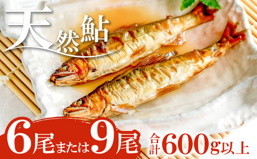 天然鮎６尾または9尾合計600g以上　島根県益田市高津川産