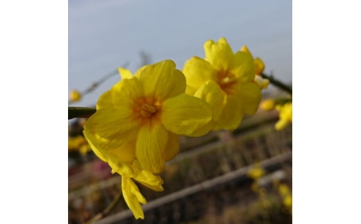 黄色い八重咲の綺麗な花がたくさん咲く　雲南黄梅【1545290】