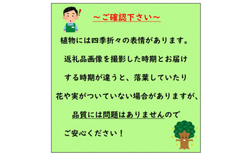 黄色い八重咲の綺麗な花がたくさん咲く　雲南黄梅【1545290】