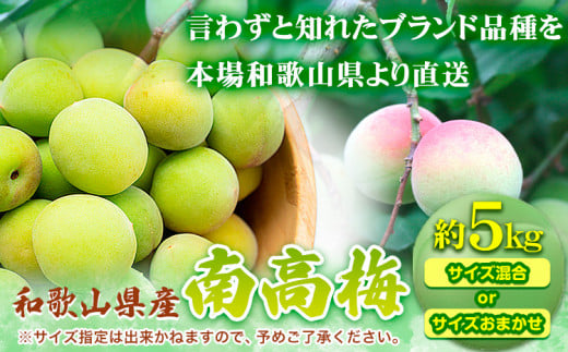 和歌山県産 南高梅 約 5kg（M〜2Lサイズ混合） 厳選館《2025年6