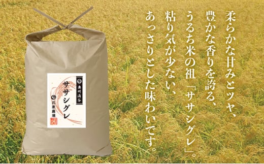 令和6年産 氏家農場の幻のお米「ササシグレ」5kg | 精米 白米 ご飯 栽培期間中 化学肥料 農薬 不使用 希少 主食 おにぎり お弁当 炭水化物 幻のお米 甘み あっさり ※2024年10月中旬頃より順次発送予定