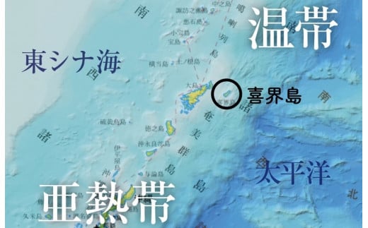 【喜界島】海と陸の造礁サンゴ図鑑