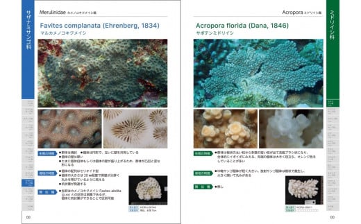 【喜界島】海と陸の造礁サンゴ図鑑