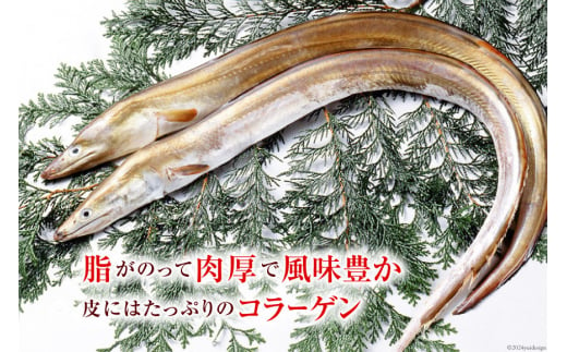 【訳あり】 鱧 ( ハモ ) 唐揚げ 600g×2袋（計1.2kg）[とり信 徳島県 北島町 29aj0003] から揚げ からあげ 魚 さかな サカナ 冷凍 から揚げ 冷凍食品 おかず 惣菜 おつまみ