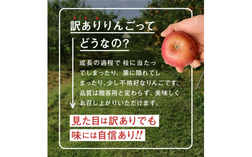 《先行予約》令和6年産 りんご 訳あり 5kg 品種おまかせ 2種類以上 【 サンふじ シナノゴールド 王林 はるか 奥州ロマン 陽光 】【令和6年11月下旬以降順次発送】