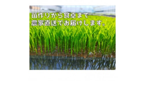 ぷちぷち食感がたまらない「発芽玄米餅」　10袋　新潟県弥彦村産「こがねもち」100%使用【1554478】