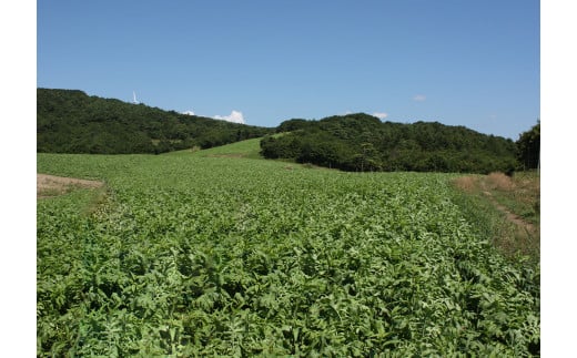 干し大根（ 太切り ） 50g×100袋 / 千切り 煮物 炒め物 漬物 サラダ 岩手県 遠野産 青首大根 高原大根 道の駅遠野風の丘  菊池農産