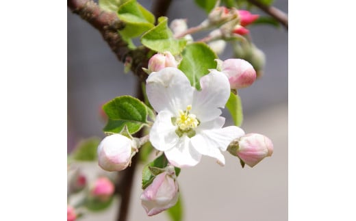 信州産 フルーツジュース3本セット 長野県 南信州 高森町 りんごジュース 桃ジュース 洋梨ジュース ふじ もも 飲み比べ 信州まし野ワイン