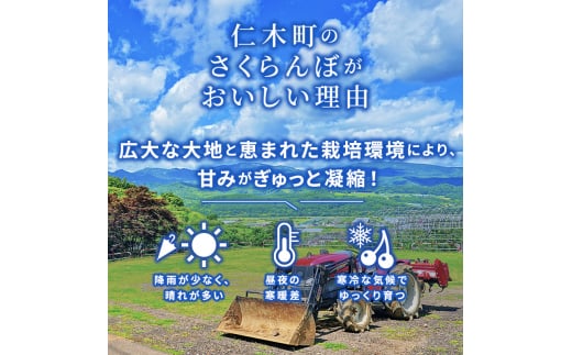 北海道 仁木町産 サクランボ 紅秀峰 600g 厳選品  松山商店