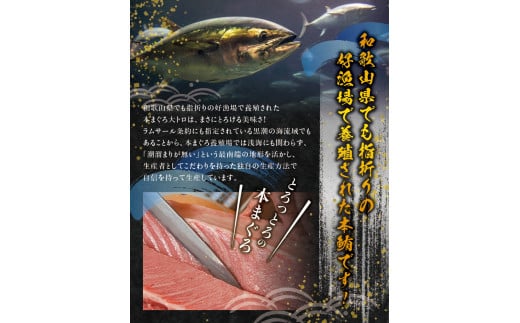 本マグロ 大とろ 200g サク 「プレミア和歌山認定」  和歌山県でも指折りの好漁場で養殖された本鮪です！  南紀串本よしだ本鮪【mhs103】