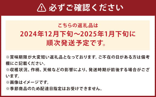 訳あり りんご（はるか） 約10kg