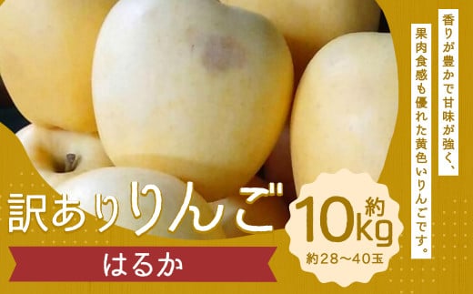 訳あり りんご（はるか） 約10kg