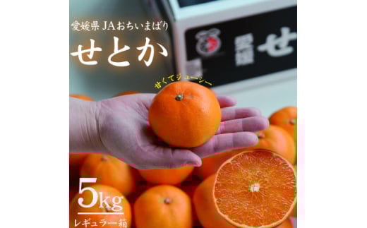 先行受付>せとか レギュラー箱 5kg 愛媛県JAおちいまばり 先行受付>せとか レギュラー箱 5kg 愛媛県JAおちいまばり