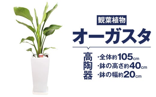 オーガスタ 観葉植物 高陶器 高さ約40cm 幅約20cm 7寸 植物 インテリア ガーデン