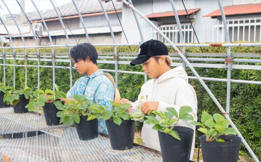 農家直送 いちご よつぼし 600g フルーツ 徳島県 阿波市 人気急上昇