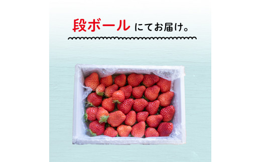農家直送 いちご よつぼし 600g フルーツ 徳島県 阿波市 人気急上昇