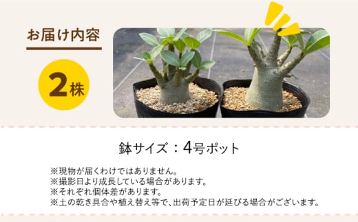 Adenium arabicum アデニウム アラビカム 2株 長与町/アグリューム [EAI157]