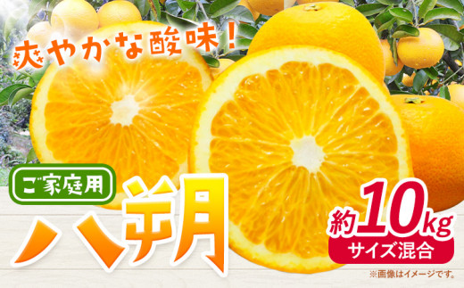 みかん 八朔 ご家庭用 10kg サイズ混合 GOGO農園《1月中旬-3月末頃出荷》 和歌山県 日高川町 はっさく みかん 柑橘 蜜柑 フルーツ 送料無料