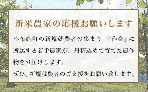 【訳あり】ピオーネ 約1kg 2～3房 ［新規就農者応援コース 幸作会］果物 フルーツ ぶどう 不揃い 規格外 数量限定 長野県産 信州産 冷蔵便 クール便【2024年9月中旬～10月下旬発送】［K-519］